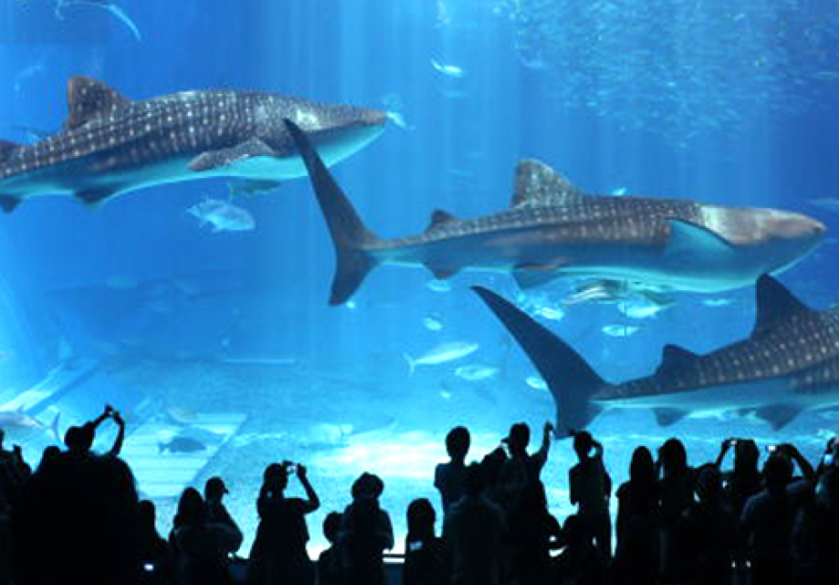 美ら海水族館