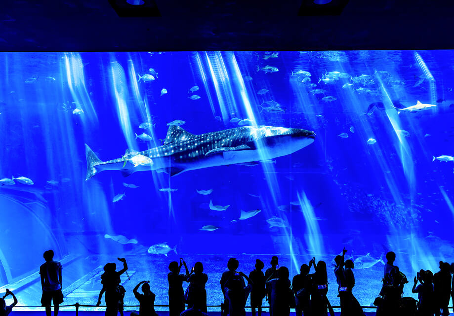 海洋博公園・沖縄美ら海水族館